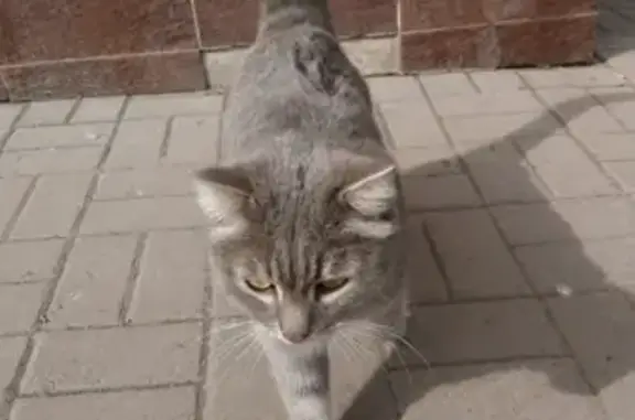 Найдена кошка на ул. Ленина, 80