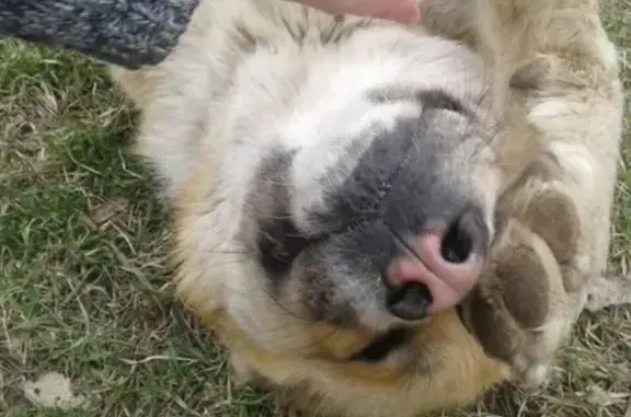Собака с травмой глаза найдена в Заречной Слабодке