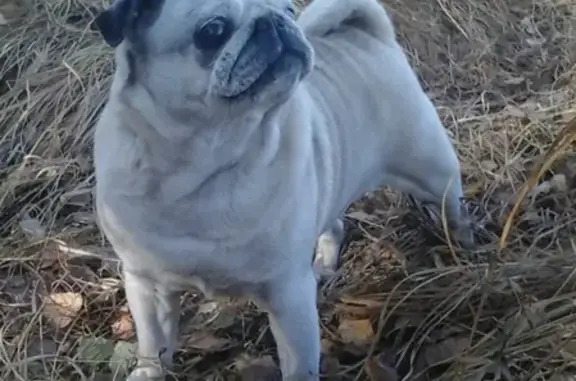 Собаки потеряшки, Тверь, фото: Украли собаку на ул. Дачная, 76 в Твери