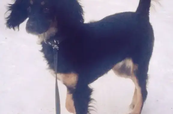 Пропала собака Мася на 2 Солнечной улице, Омск