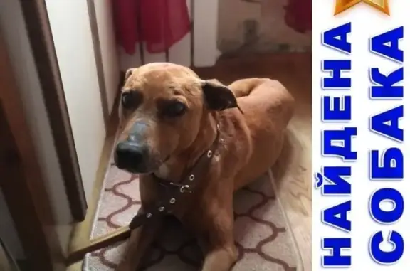 Найдена крупная рыжая собака в Москве!