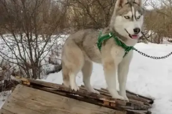 Пропала собака в Белгороде, Черняховского, 11