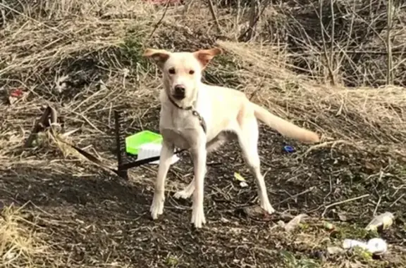 Найдена собака в Ногинске - ищем хозяина