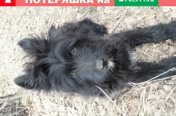 Собака найдена на ул. Воскресная 5, Новосибирск.