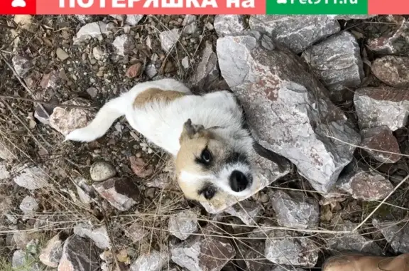 Собака найдена на Базайской улице в Красноярске.