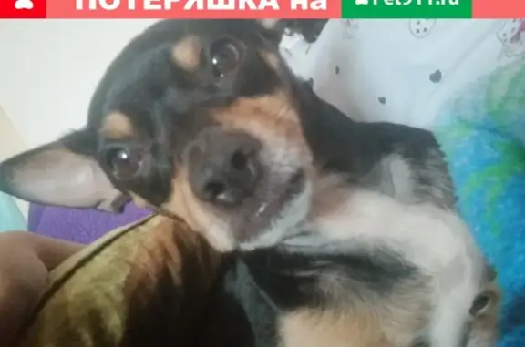 Пропала собака в Нижнекамске, помогите найти!