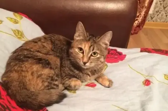 Кошки потеряшки, Киров, фото: Потеряшка кошка на Московской 169