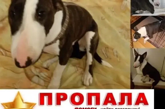 Пропала собака на улице Рокотова, Москва