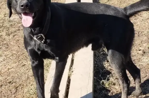Пропала собака в Химках, Лабрадор чёрный, 2 года.