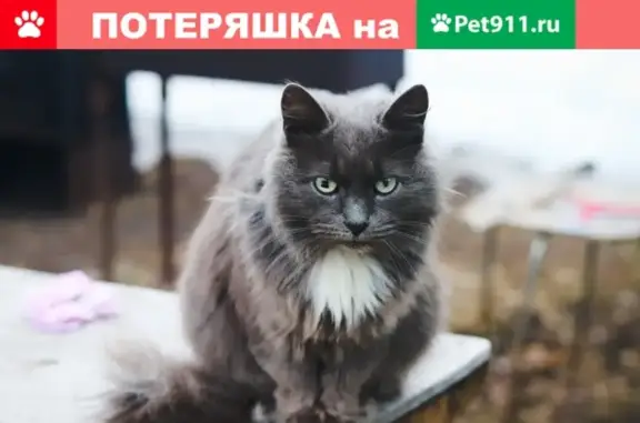 Пропал кот в поселке Власьево, ищем хозяина!