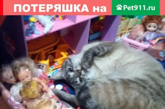 Пропал кот на ул. Гоголя (Барыш)