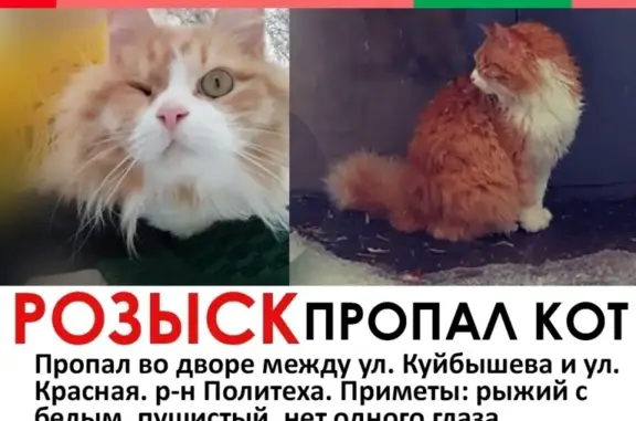 Пропал кот в Пензе, ул. Чкалова #Зоосердце_ZS #Я_потерялся_ZS