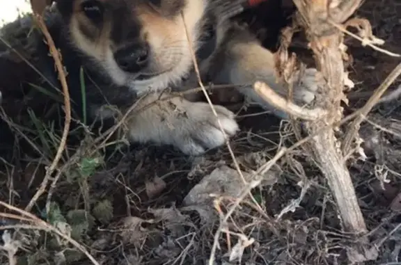 Найдена собака на Волгоградской, щенок 3 мес, девочка