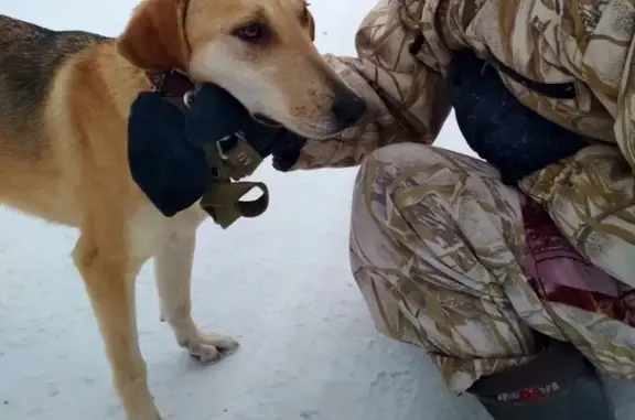 Пропала собака Затея в посёлке Рабочий, Челябинская область