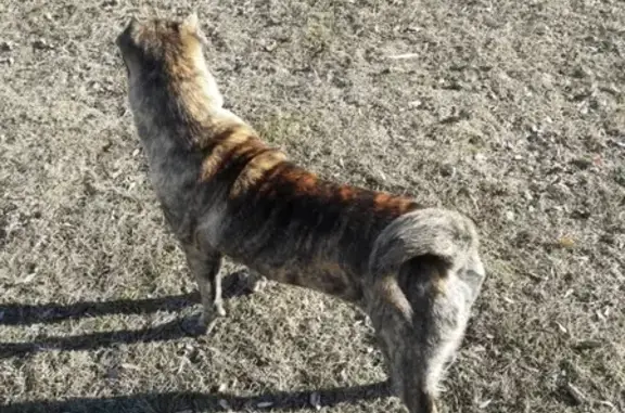 Найдена собака на набережной возле дома Черепановых.
