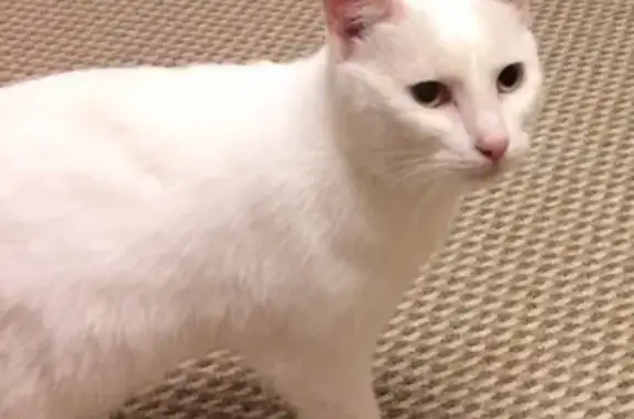 Найдена белая кошка на Посадской 39 в Екатеринбурге