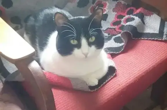 Кошки потеряшки, Ульяновск, фото: Потеряшка кошка Лорд на пр. Др. Народов 5-414, Ульяновск.