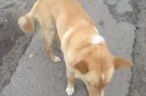Найдена собака на ул. Строкина