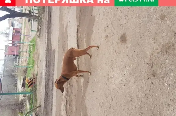 Собака на ул. В. Мейера, Астрахань, каричневого окраса с медалькой Россия