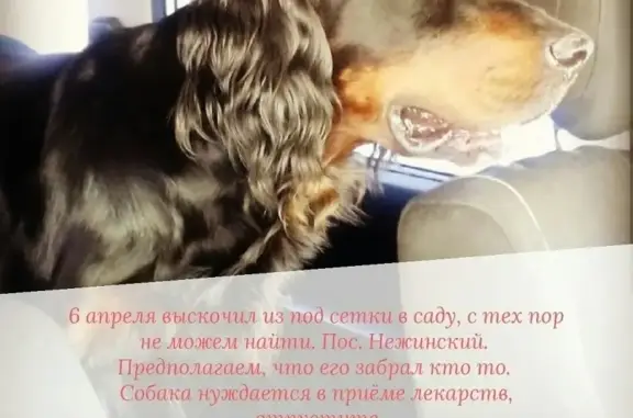 Пропала собака в Кисловодске!