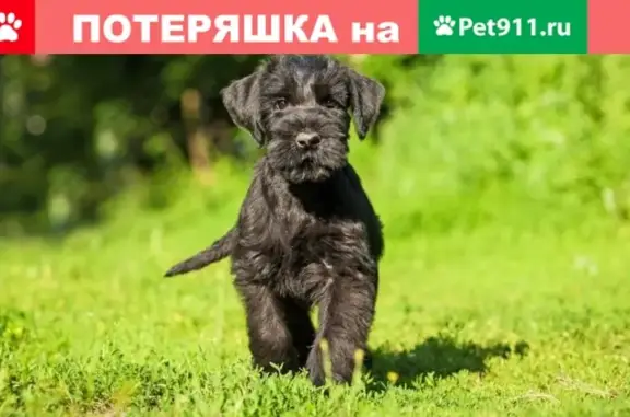 Пропала мелкая собака в Зернограде