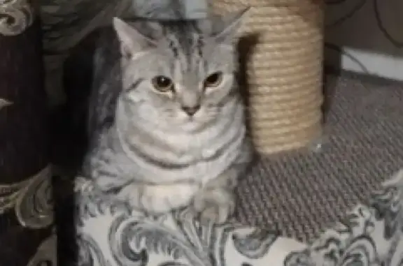 Кошки потеряшки, Васильевское, фото: Потеряшка кошка в посёлке Васильевское, вознаграждение.