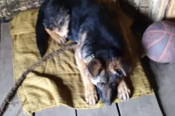 Собака найдена в Бийске