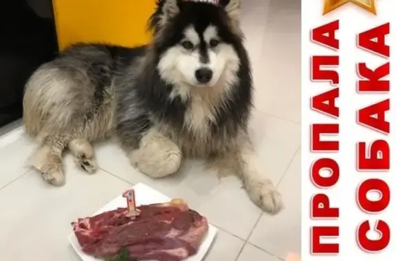 Пропала собака Локи в деревне Машкачи, Кировская область - помощь нужна!