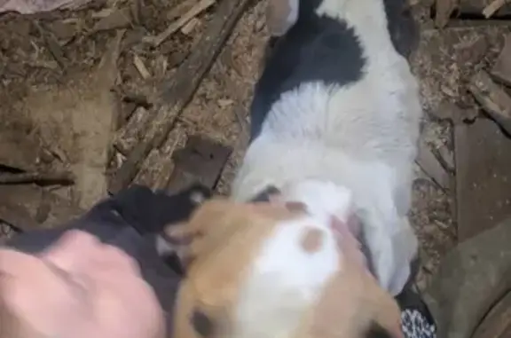 Найдена собака в Сосновском районе Нижегородской области