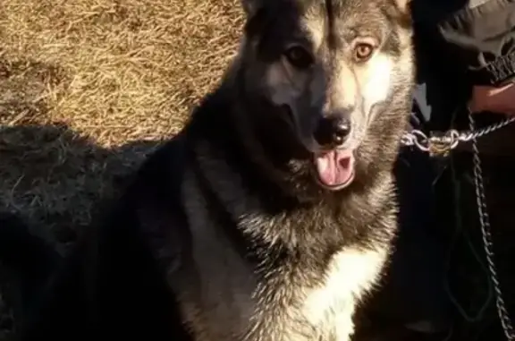 Пропала собака Тайсон в Полыновке, Боровичи, Новгородская область #Потеряшка_найденыш