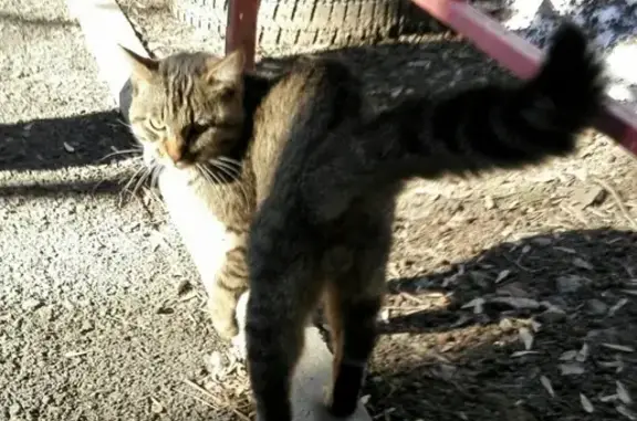 Потерян кот возле УПИ (Екатеринбург)