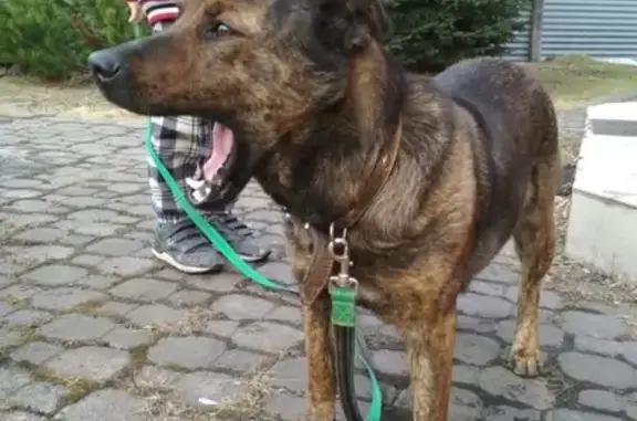 Найдена собака в южном районе Кемерово