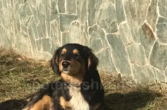 Найдена домашняя собака в Приобском посёлке