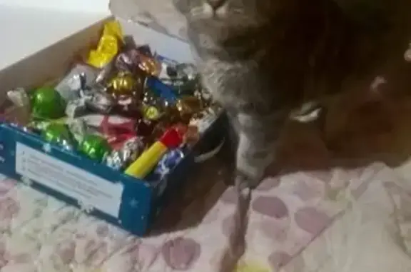 Кошки потеряшки, поселок городского типа Шерегеш, фото: Потеряшка британский кот Джус в Шерегеше, Кемеровская обл.