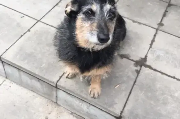 Найдена собака на улице Лескова