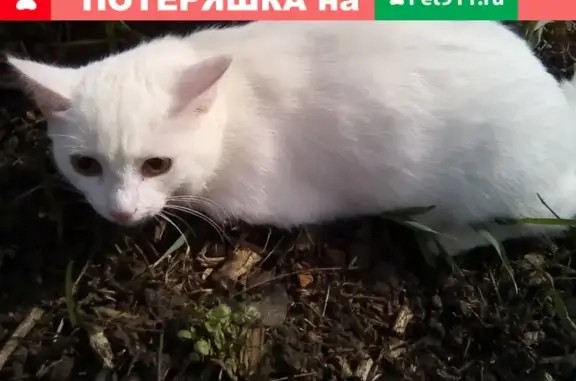 Найдена белая кошка в Тамбове, ищет хозяина.