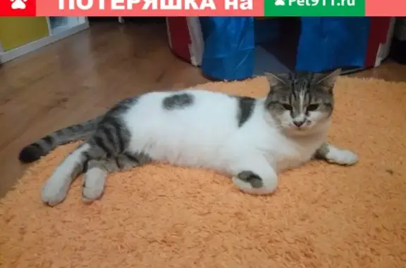 Найден кот в красном ошейнике в Обнинске