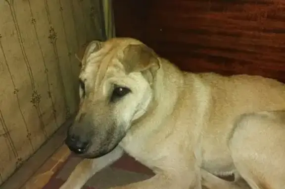 Найдена собака на улице Рахова в Чите