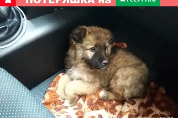 Найден щенок кавказской овчарки в Гатчинском районе