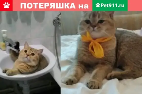 Пропал кот редкой породы в Новосибирске, вознаграждение.