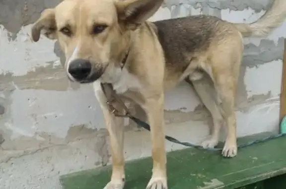 Пропала собака на улице Карачаровская, Муром