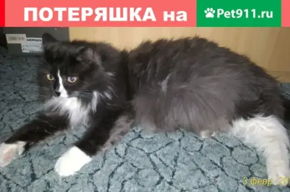 Пропал кот в Озерске на Русь-Октябрьской, 16