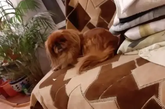 Собаки потеряшки, Новокузнецк, фото: Потеряшка собака Элисс на ул. Метелкина, Новокузнецк