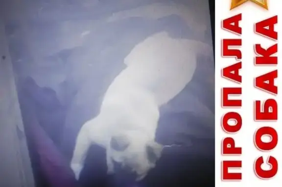 Пропала собака Чаппи в Омске, 8-я Электровозная улица