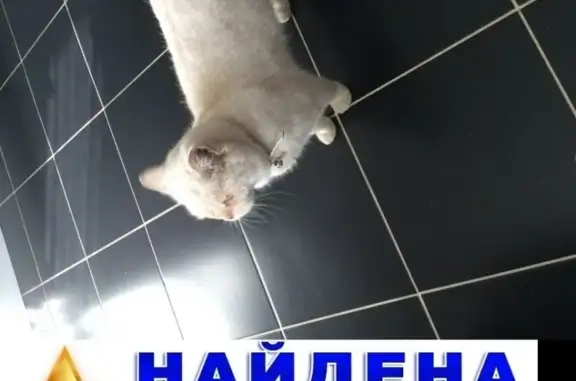 Найдена кошка в центре Казани