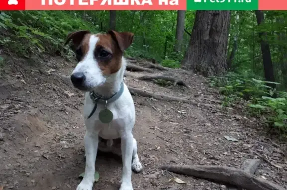 Пропала собака Жак в деревне Вертлино, Солнечногорск. Нашедшим - вознаграждение.