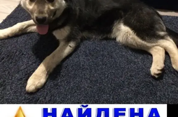 Собака найдена на улице Рихарда Зорге в Уфе
