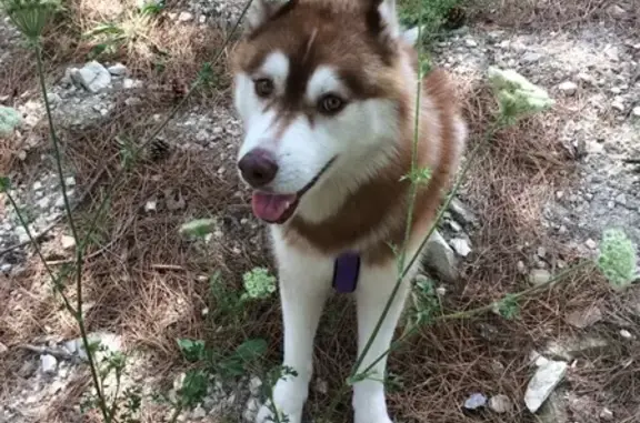 Пропала хаски Дизель в лесу г. Туапсе, найден похожий пес