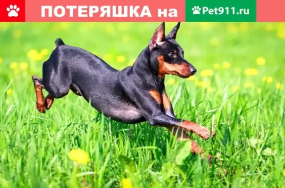 Собака найдена на 2 Прокатной 21, Ленинский район, Саратов.