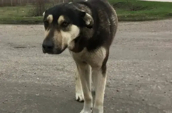 Найдена собака на дороге Балашов-Романовка